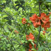 Меню Вечерние экскурсии по дендрарию